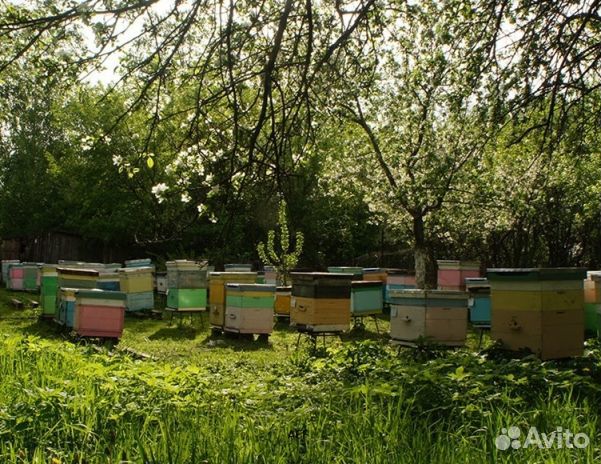 Мёд 24 года из Алтая оптом