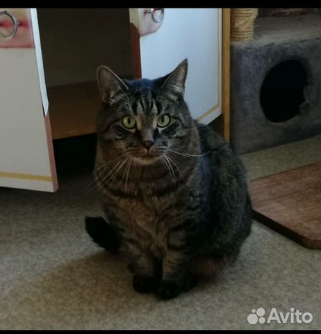 Отдам котика Бабла