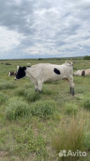 Коровы подсосные