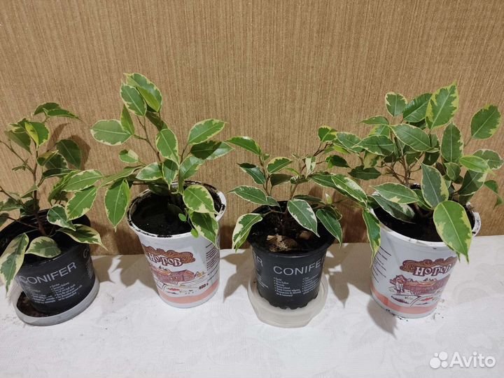 Фикусы Кинки