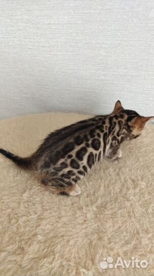 Бенгальская