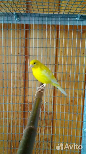 Кенара и канарейки