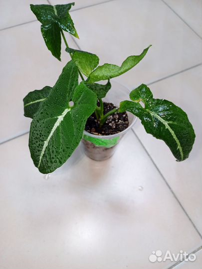 Сингониумы