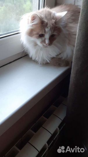 Пригляжу за вашим питомцем в ваше отсутствие