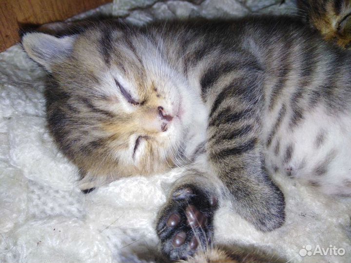 Котята в дар