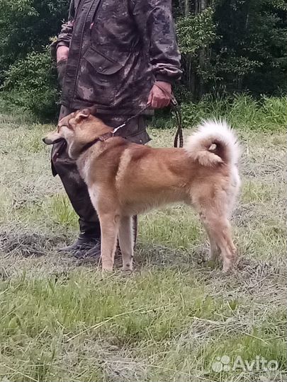 Западно сибирская лайка вязка