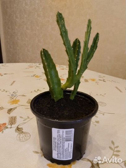 Стапелия красная хищнный цветок