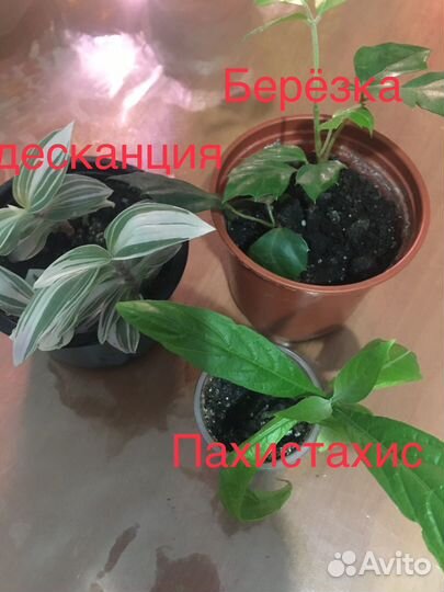 Разные комнатные цветы