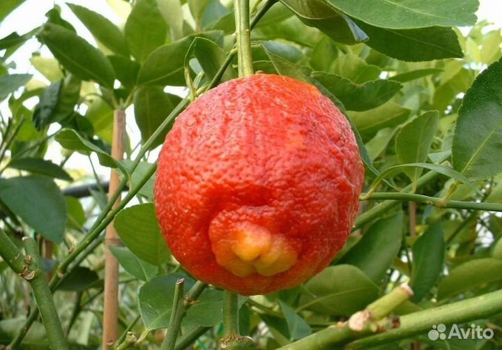 Цитрусы сортовые, красная мякоть