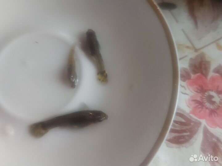 Рыбки гуппи