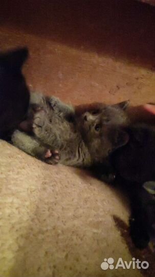 Отдам котят
