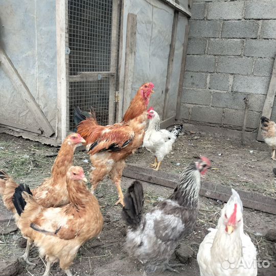 Яйца на инкубатор