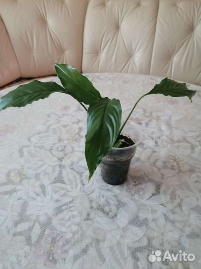 Женское счастье Спатифиллум