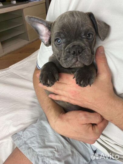Голубой щенок французского бульдога