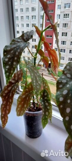 Бегония Макулата