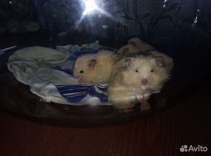 Хомяки сирийские