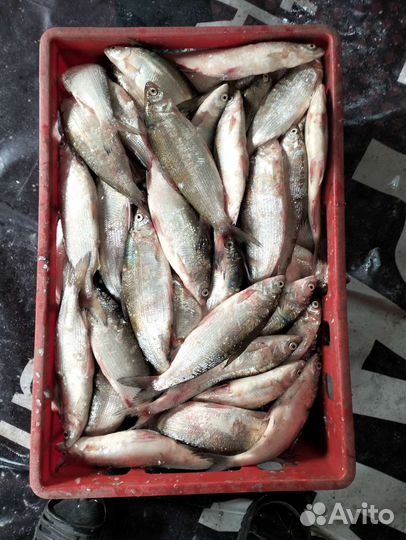 Рыба пелядь сырок чебак окунь судак