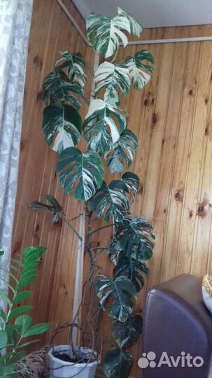 Монстера альба