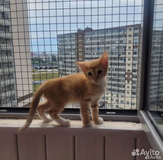 Передержка собак и кошек/Зоогостиница для животных