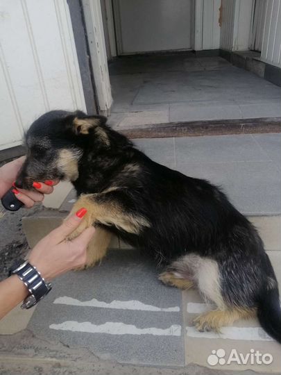 Маленький собакен Антон Палыч