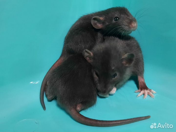 Крысята (черный соболь, 3 недели) на Новый год