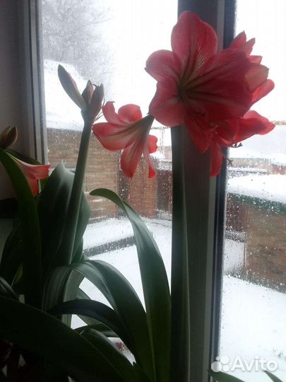 Гиппиаструм