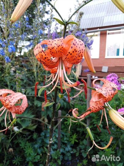 Лилейники, лилия (саранка) тигровая, ирисы