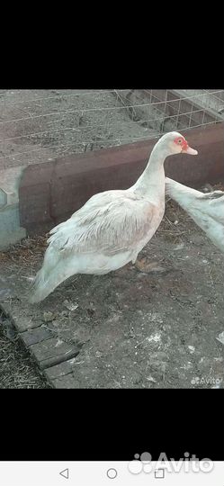 Яйца для инкубации