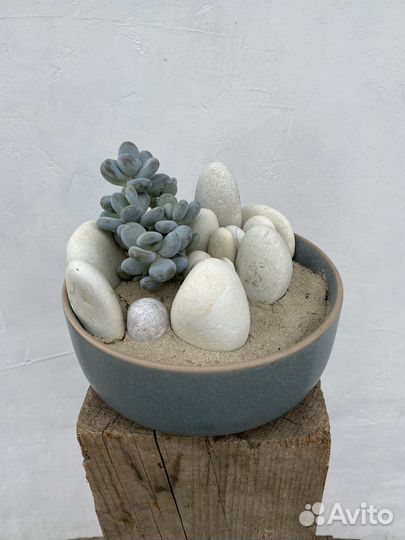 Флорариум с суккулентами