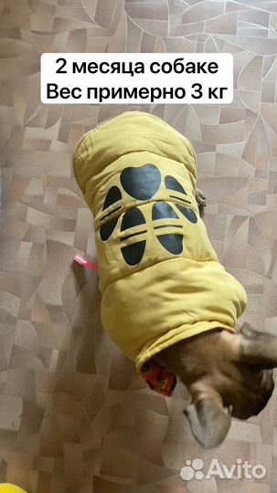 Жилет для собаки