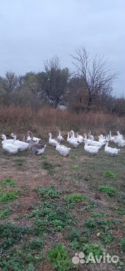 Гуси на племя