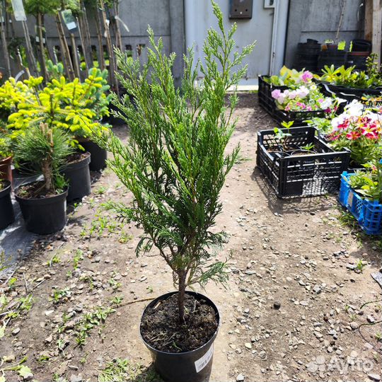 Можжевельник скальный Мунглоу