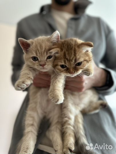 Шотландские котята