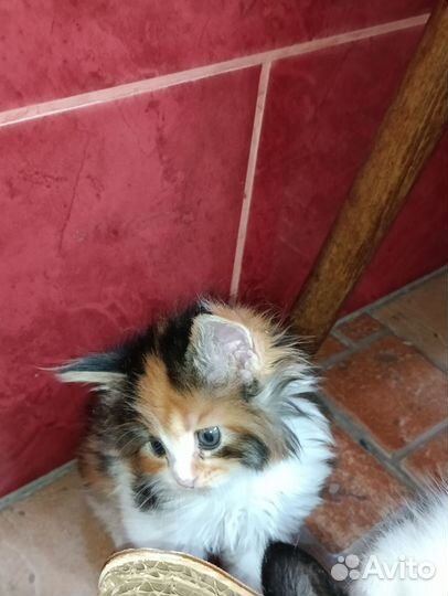 Котята мейн-кун