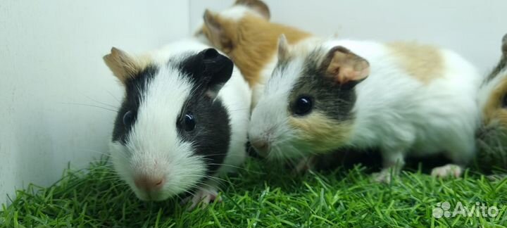 Морские свинки малыши