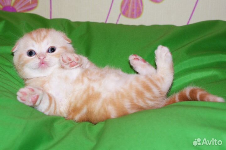 Шотландские вислоухие и прямоухие котята