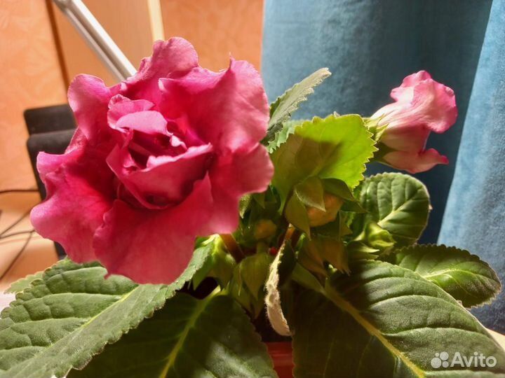 Комнатные растения цветущие