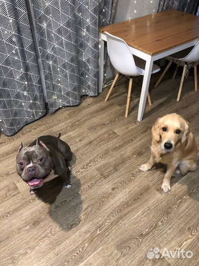 Передержка собак в частном доме