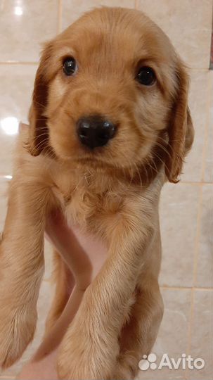 Щенок английский кокер спаниель
