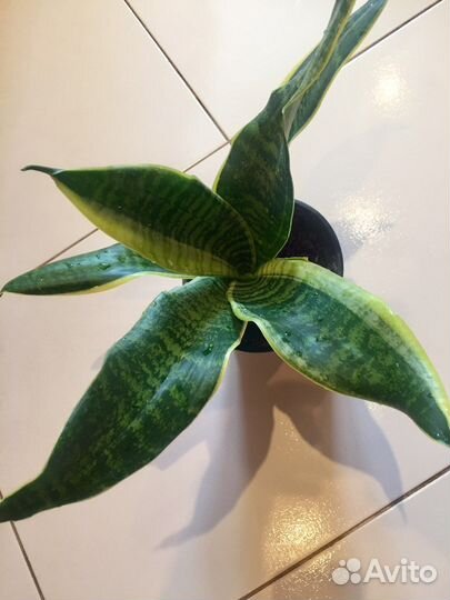 Сансевиерия ханни, щучий хвост