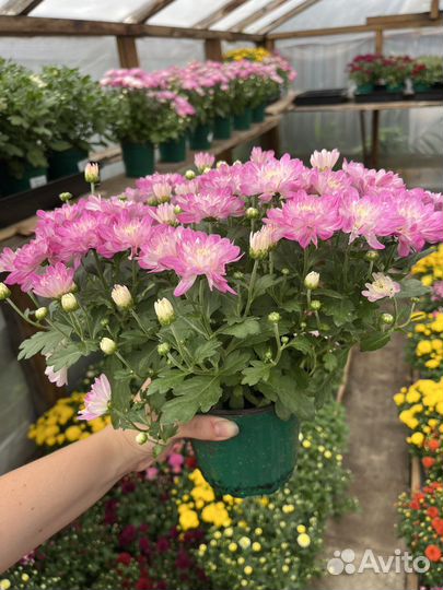 Хризантемы мультифлора