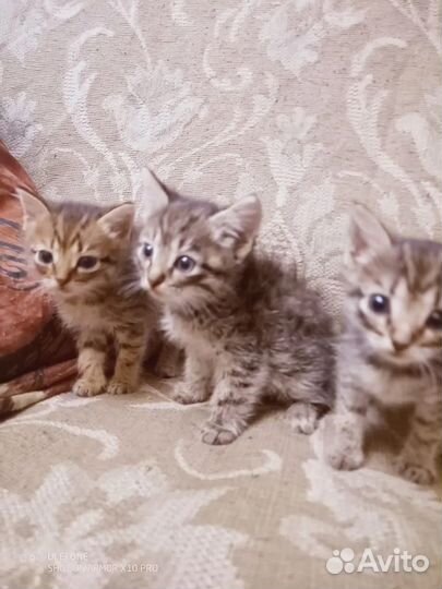 Кошки в добрые руки бесплатно