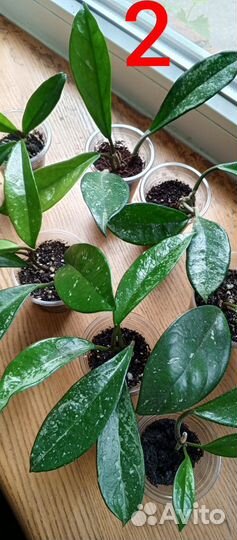 Комнатные растения