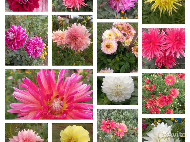 Георгины клубни