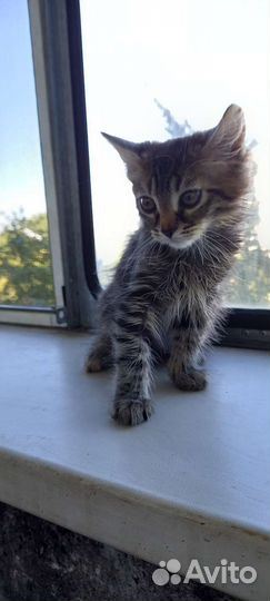 Котята в добрые руки бесплатно