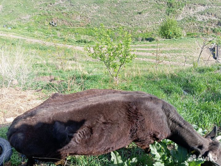 Корова высокоудойная