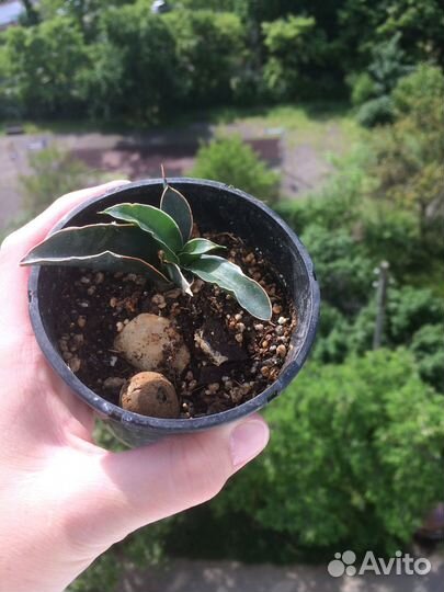 Сансевиерии разные