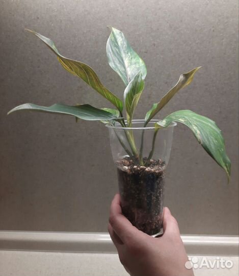Аглаонема вариегатная khan hmak ред стик