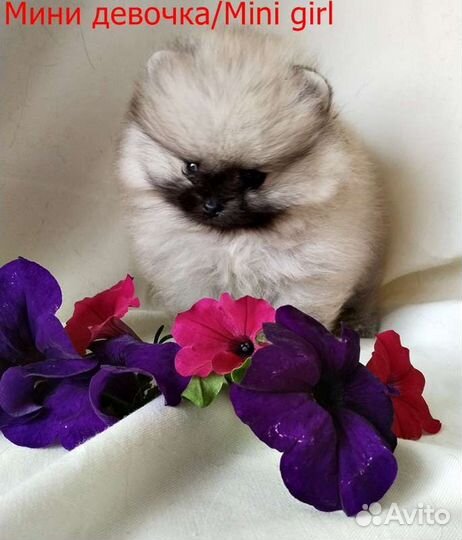 Мини 