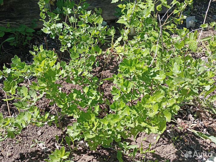 Смородина крыжовник